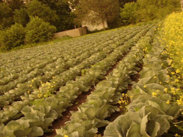 cabbage field near UW-Parkside