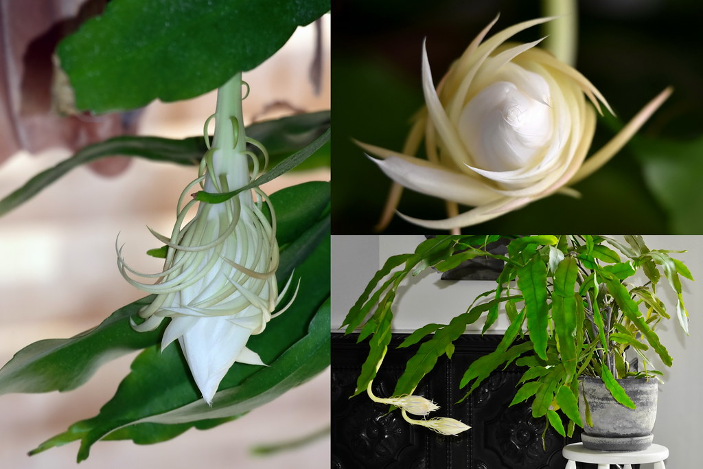 A DAMA DA NOITE - epiphyllum oxypetalum | 20 dias aproximada… | Flickr