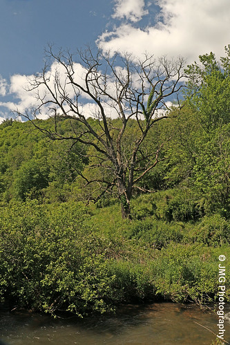 nature deadtree creek branches landscape outdoors naturallight