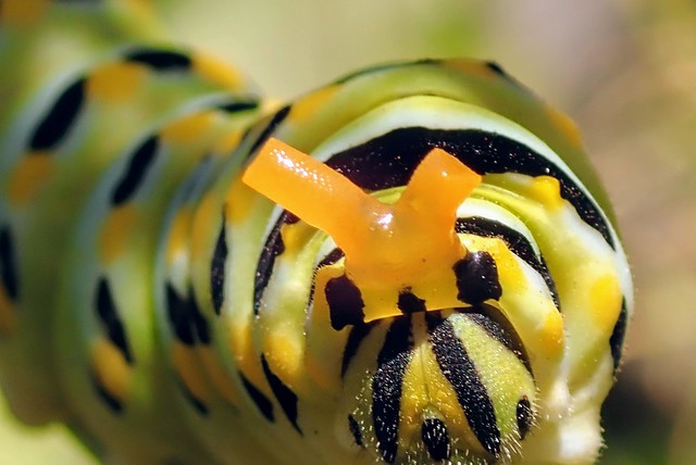 Swallowtail caterpillar displays orange osmeterium as a defense mechanism