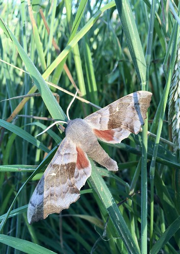 2020 brunoportier belgium belgique wildlife moth laothoe populi sphingidae poplar hawkmoth sphinx peuplier poplarhawkmoth sphinxdupeuplier
