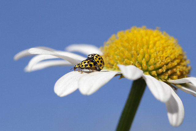 22-spot ladybirds on Ox-eye daisy