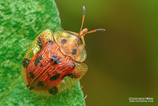 Tortoise beetle (Laccoptera nepalensis) - DSC_5063