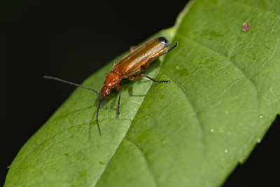 soldier beetle