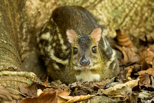 mouse indian deer indica indianmousedeer moschiola moschiolaindica india kerala southindia chevrotain thattekad leastconcern