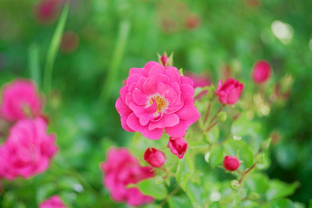 Backyard roses 2020
