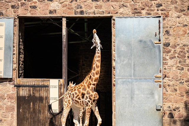 Giraffe Turning its Head Up