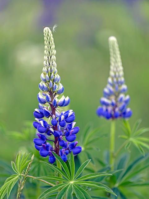 Lupines on Lewis Hill