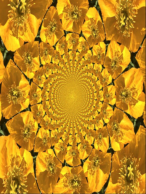Yellow Iceland Poppy Flower Fractal - 1