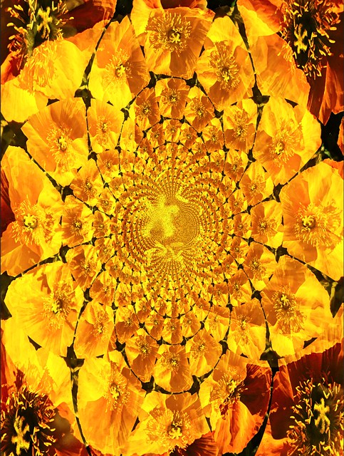 Yellow and Magenta Iceland Poppy Flower Fractal - 1