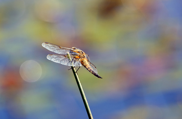 Dragonfly (Four Spot Chaser)