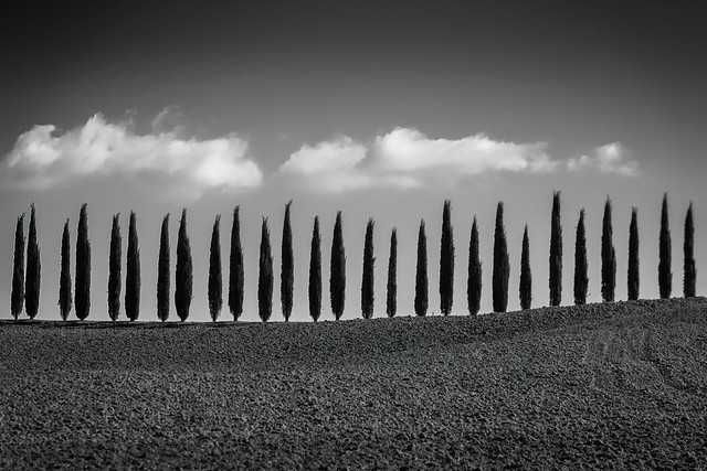 Row of cypress trees along a plowed field in Tuscany, Italy