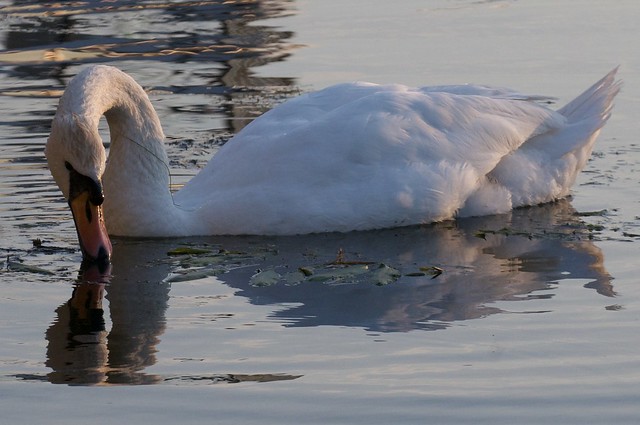 Swan in the Marina