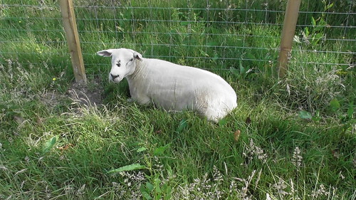 sheep June 20 (6)