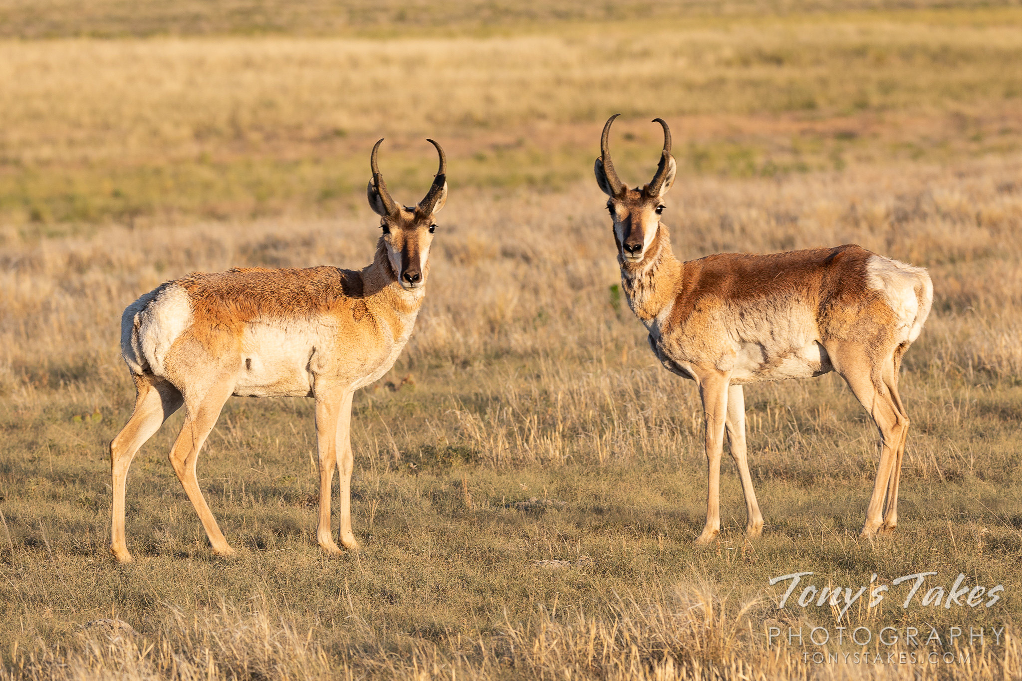 Posing pair of pronghorn bucks