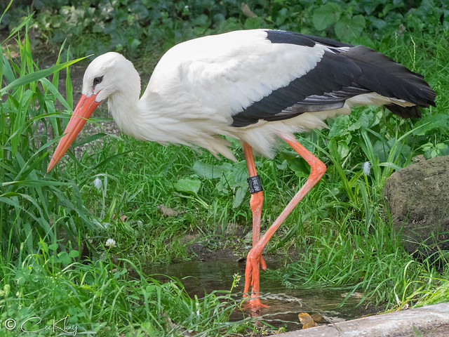 stork with a nametag