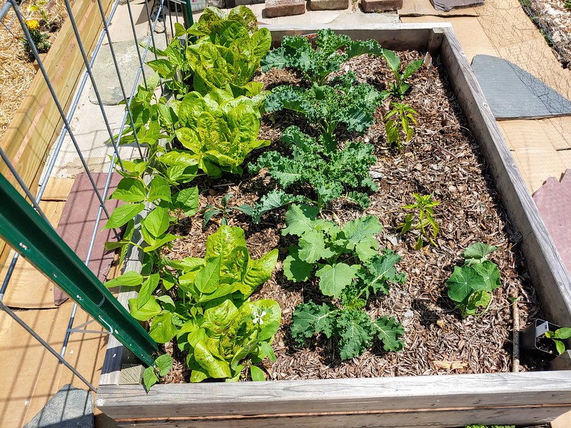 The bean/lettuce/kale/pepper/eggplant bed