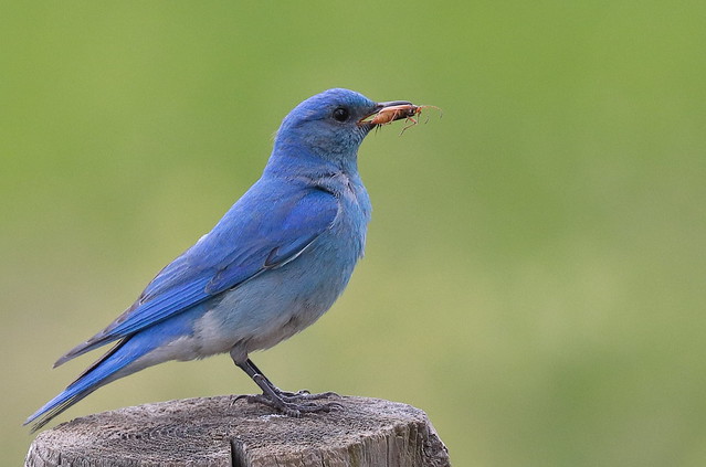 Mountain Bluebird