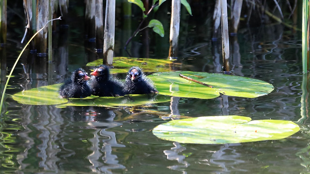 Moorhen : Just out of their eggs , sitting on a waterlily leaf...