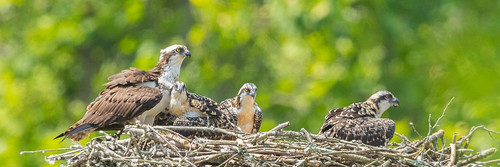 warrencounty ohio morrowgravelpit morrow osprey nest adult