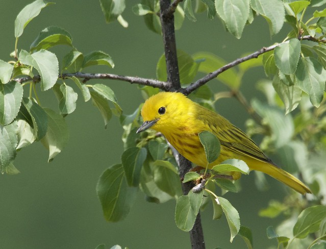 Yellow Warbler (m)
