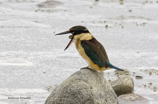 Sacred Kingfisher choking on a crab, it finally got it out.