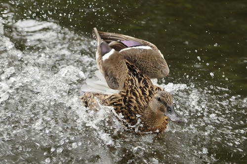 speed landing | by Daz moston
