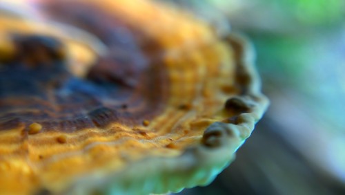 mushroom nature closeup mobilephotography macro vibes lg moody saturn
