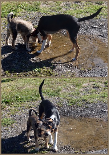 smileonsaturday dog hund tiere animals outdoor outside dogs akaroa newzealand puddle pfütze sharing 025644 rx100m6 dogmania