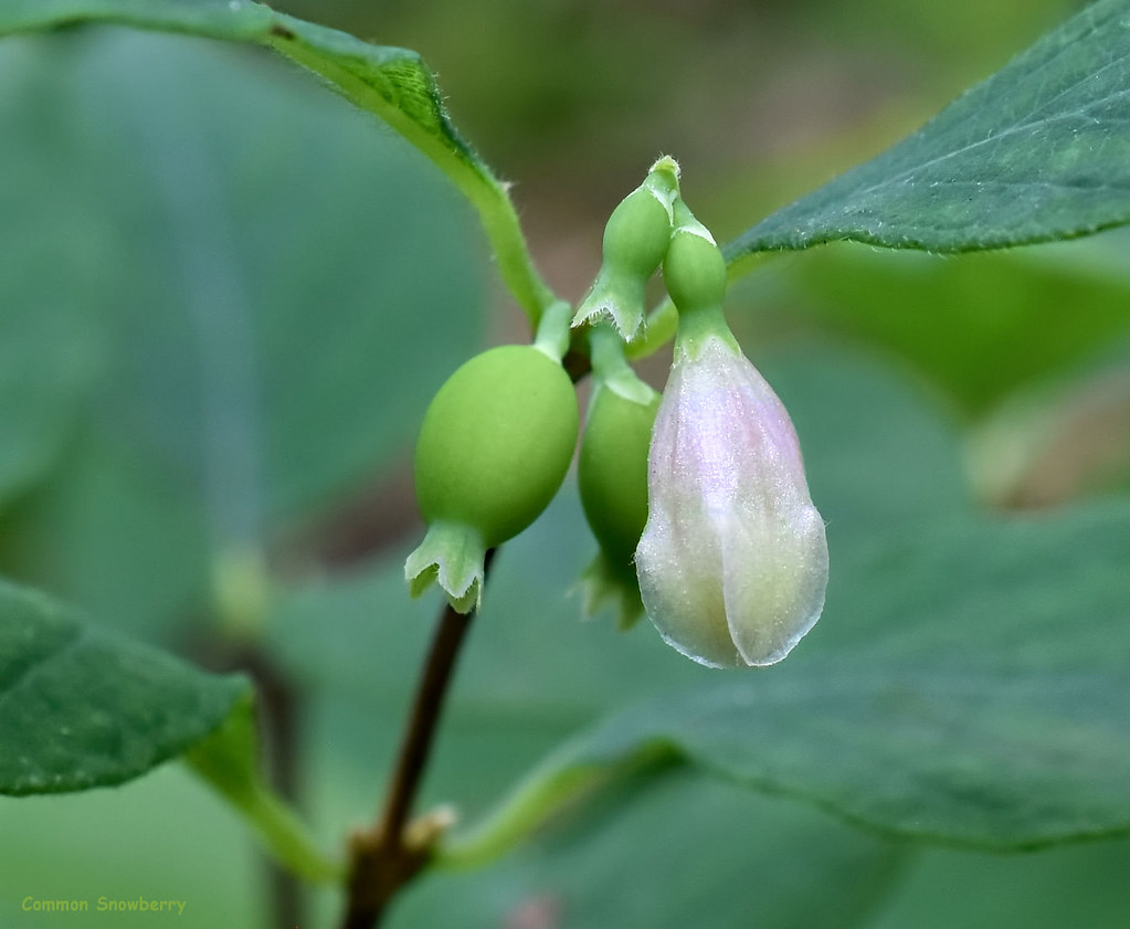 Common Snowberry - Symphoricarpos albus  - Caprifoliaceae:  Honeysuckle Family