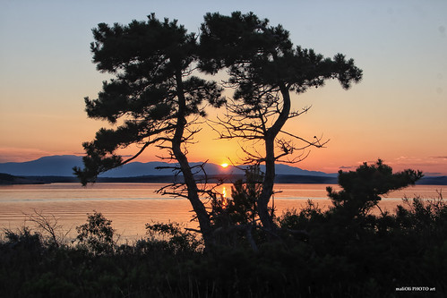 tree sunset sun dusk sea seaside shore coast landscape canon croatia hrvatska europe hill golden colors