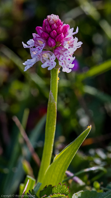 Burnt Orchid 