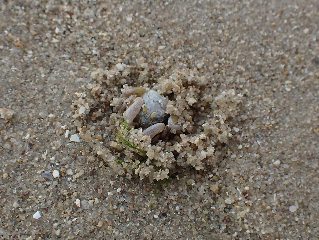 Soldier crab (Dotilla sp.)
