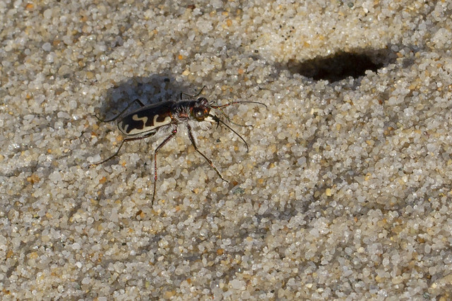 Hairy Necked Tiger Beetle