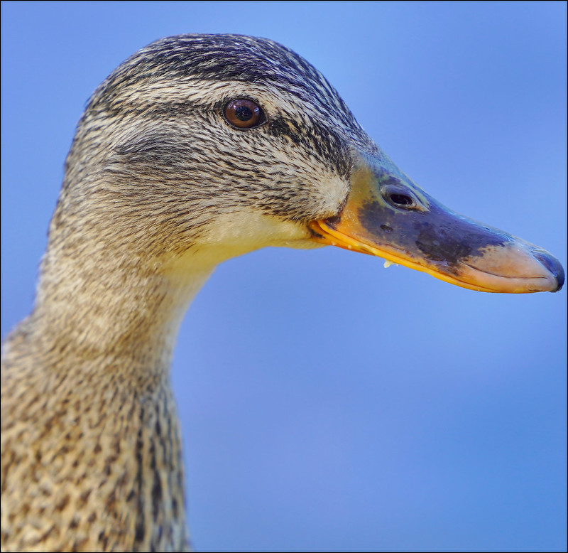 Anatidae - Ducks, Geese, Swans. | Flickr