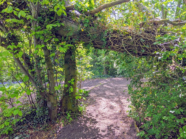 Wooded walkway in Howick, Preston