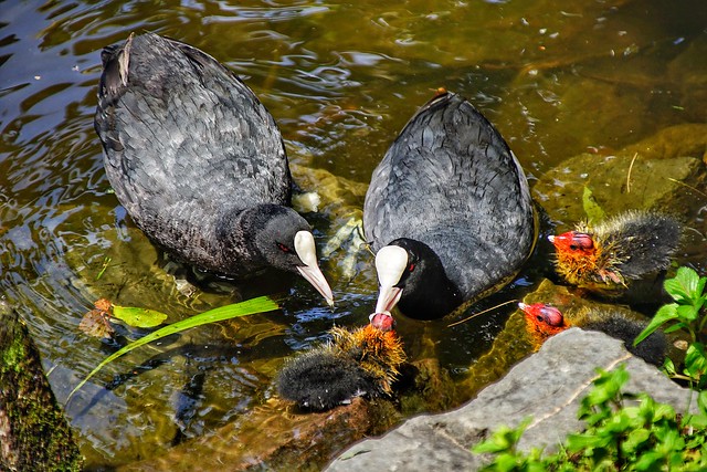 Coot family