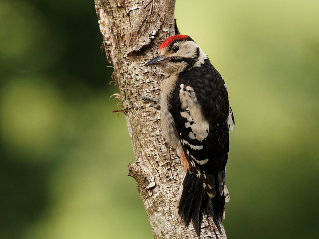 G.S.Woodpecker
