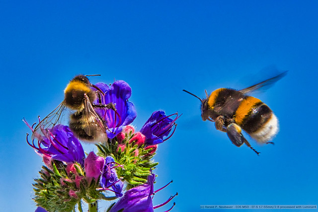 Teamwork with bees
