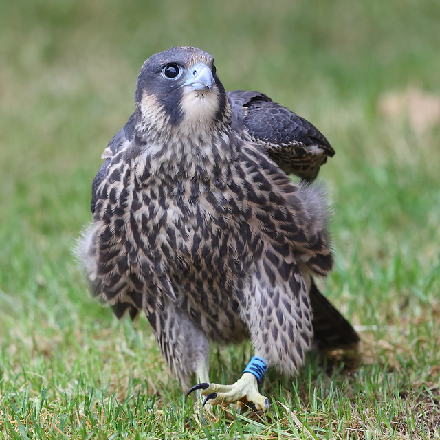 Grounded Peregrine 