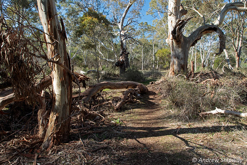 bushwalking landscape kaiserstuhlconservationpark deh barossavalley dewnr mountloftyranges southaustralia barossaranges australia australianbush eucalypts