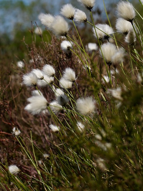Hare’s Tail Cotton Grass