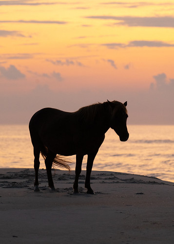 assateagueislandnationalseashore assateagueisland assateague horses equine assateaguehorses maryland sunrise morning beach sony a7iii atlantic ocean