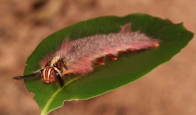 Prepupal Lappet Moth Caterpillar (Trabala sp., Lasiocampidae)