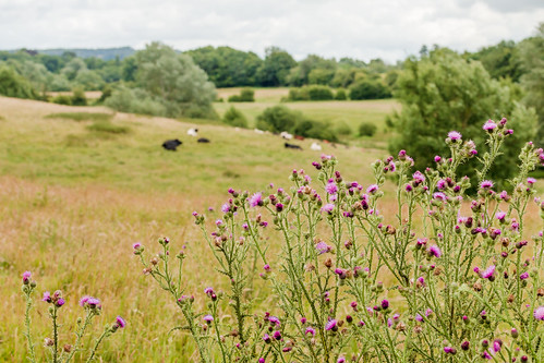 thistle grass field nature cow cattle wiltshire landscape