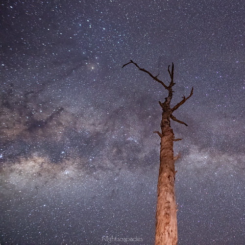 sky night astrophotography astronomy nightscapes milkyway airglow galacticcore stars australia newsouthwales trees galaxy dust gerroa