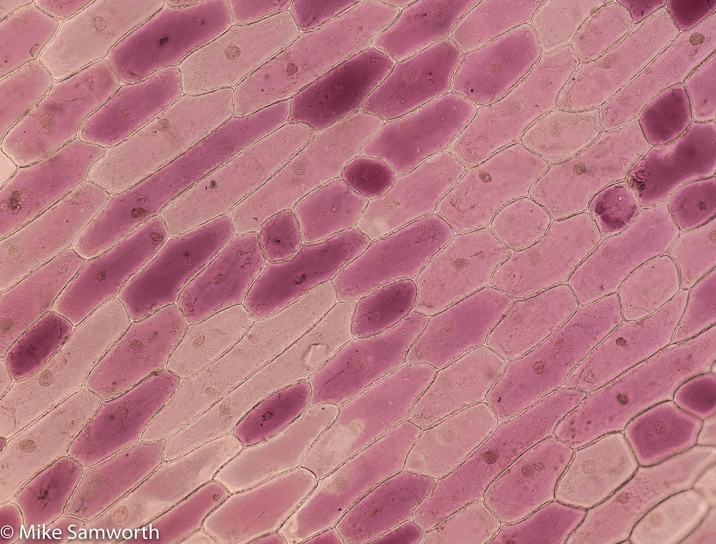 red onion epidermal cells, turgid | photomicro | Flickr