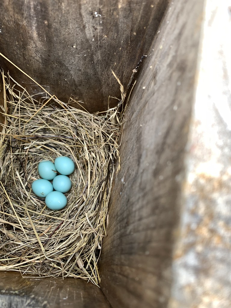 Eastern bluebird nest 0AA4640D-ECC1-43A4-B5A4-2E567CE59078
