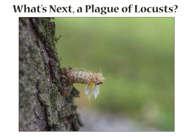 What Next - a Plague of Locusts?
