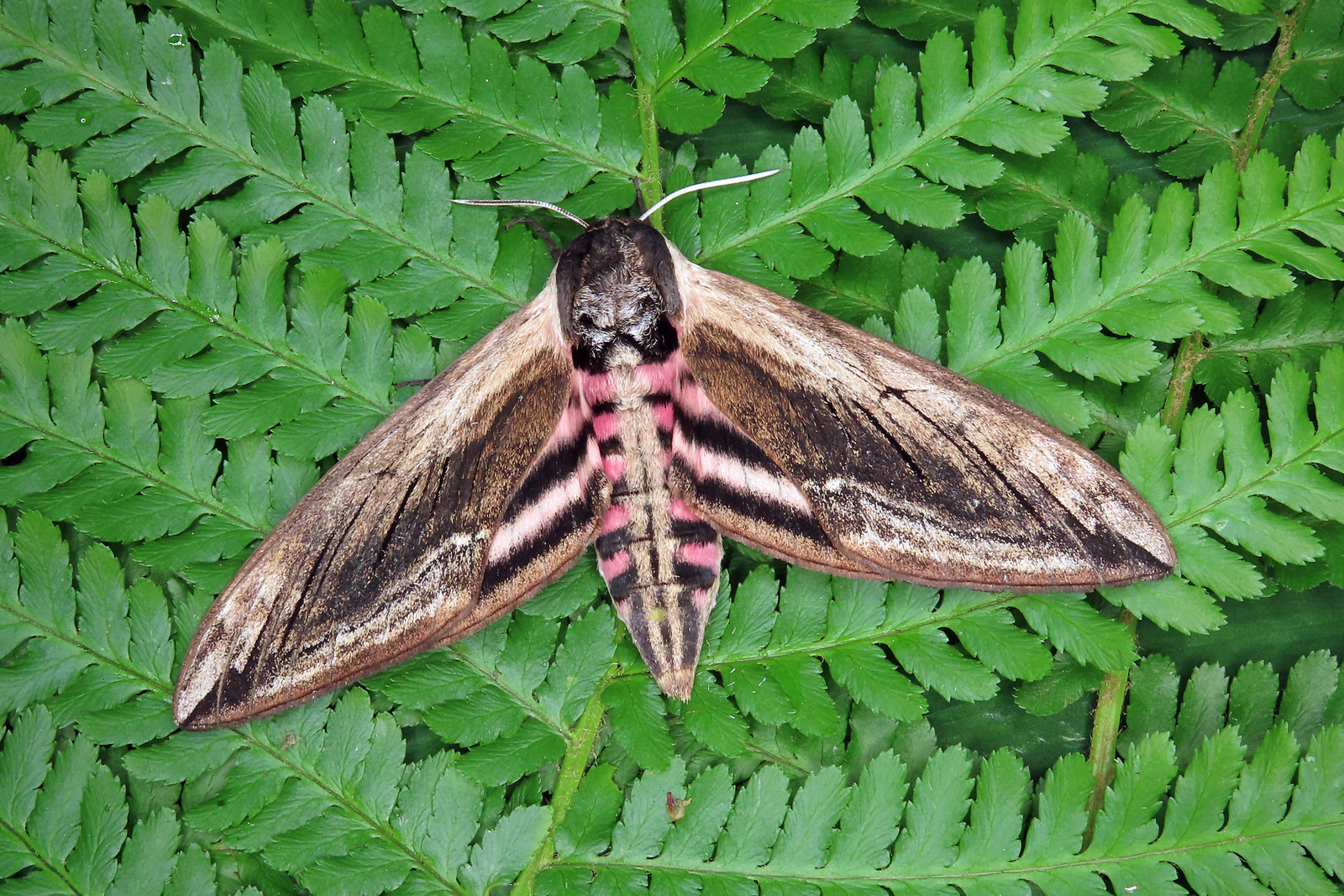 69.006 Privet Hawk-moth - Sphinx ligustri
